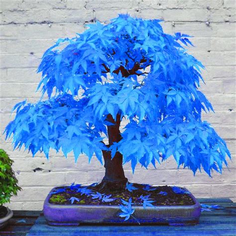 blue japanese maple bonsai